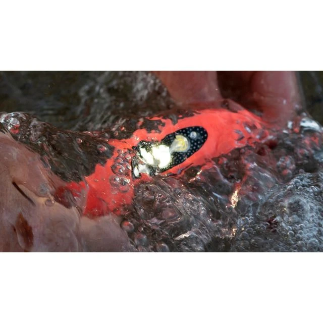 Knog Bilby Fluoro Stirnlampe â Bild 2